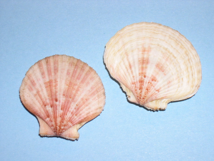 Chlamys opercularis adouini
